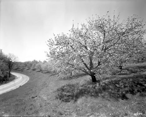 Apple trees in blossom near La Crescent Minnesota, 1958