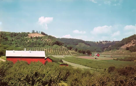 Apple Orchards, La Crescent Minnesota, 1960s